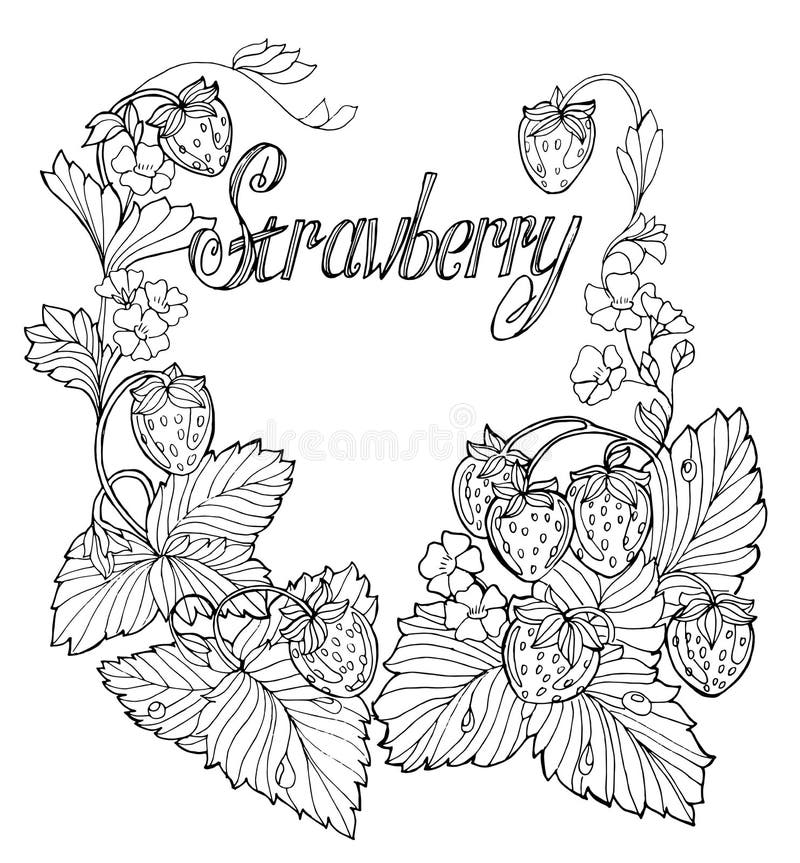 Download Sketch of Strawberry plant stock vector. Illustration of ...