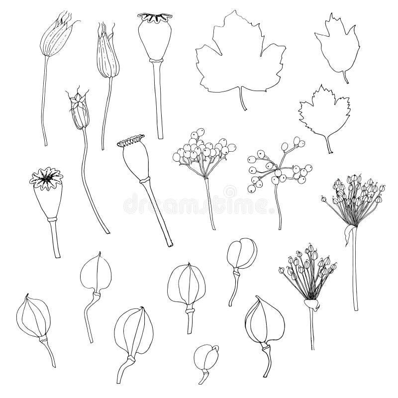 Set owocowy aquilegia, maczek, viburnum, lilium nakreślenia projekta elementu zapasu wektoru ręka rysująca ilustracja ilustracja wektor Set owocowy aquilegia, maczek, viburnum, lilium nakreślenia projekta elementu zapasu wektoru ręka rysująca ilustracja ilustracja wektor