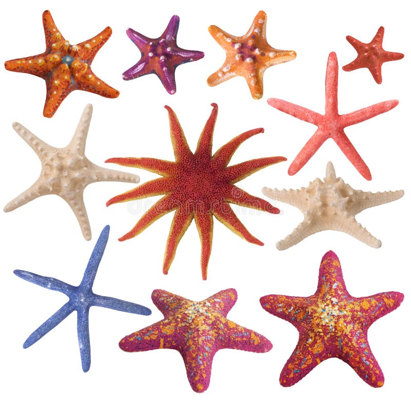 Set of starfish clipart stock image. Image of explore - 77543025