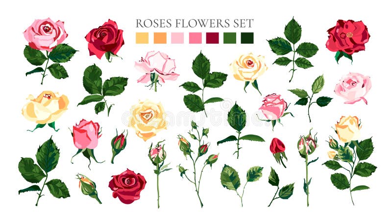 Set of pale pink red yellow roses flowers buds green leaves