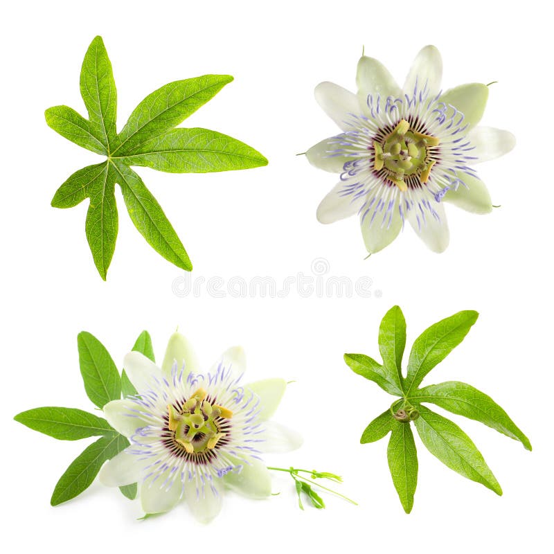 Set with Passiflora Plant Passion Fruit Flowers and Leaves on White