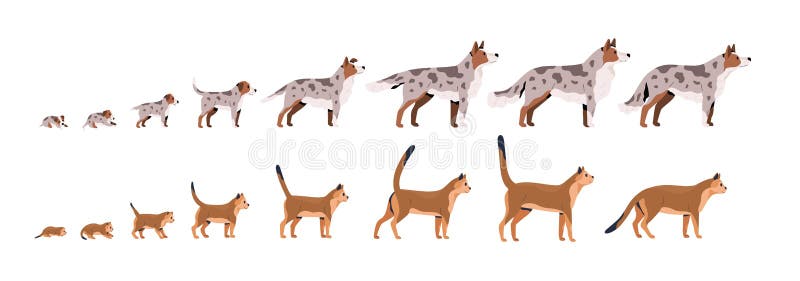 Set of Pets Growth Stages Vector Flat Illustration. Domestic Animal Grow from Puppy To Dog and Kitty To Cat Isolated on Vector - Illustration of isolated, breeding: 186368452