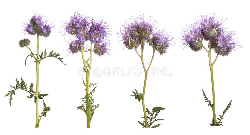 Set of Phacelia flowers isolated on white background