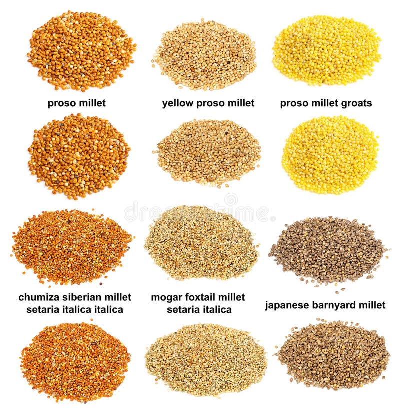 Set of Piles of Variuos Millet Grains Cutout Stock Image - Image of ...