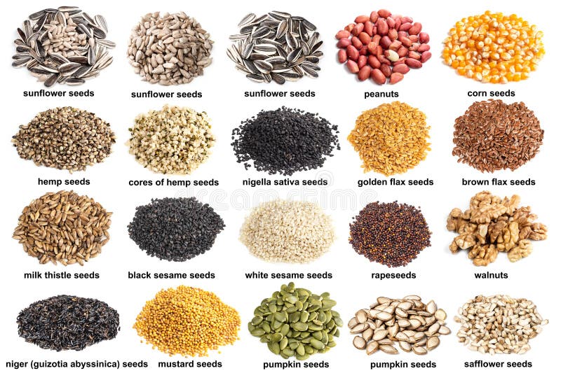 Set of Piles of Variuos Oil Seeds Cutout on White Stock Photo - Image ...