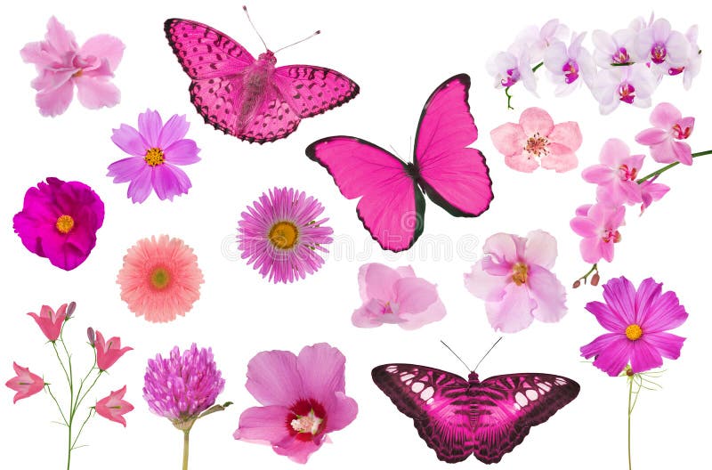 Set of pink color flowers and butterflies isolated on white