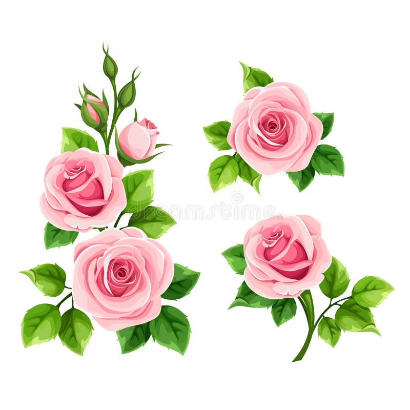 ROSES ISOLATED stock illustration. Illustration of rose - 74937540