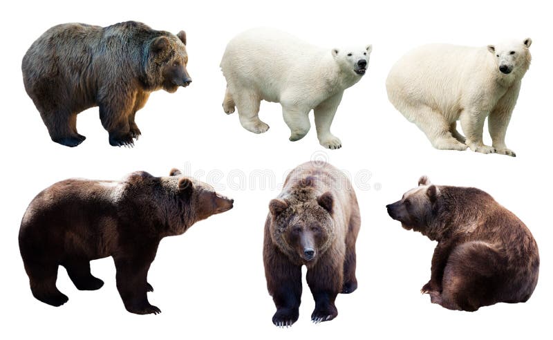 Set of polar and brown bears