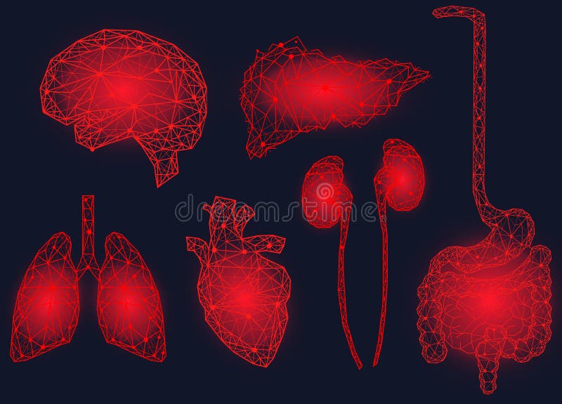 Set of polygonal human organs made of red lines and dots. Medical research of human body, innovative approach concept. Anatomy, diagnostics of body systems. Brain, kidney, liver, lung, stomach, heart. Set of polygonal human organs made of red lines and dots. Medical research of human body, innovative approach concept. Anatomy, diagnostics of body systems. Brain, kidney, liver, lung, stomach, heart