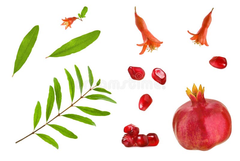 Set of pomegranate grains, whole pomegranate, leaves, branch and flowers isolated on white background