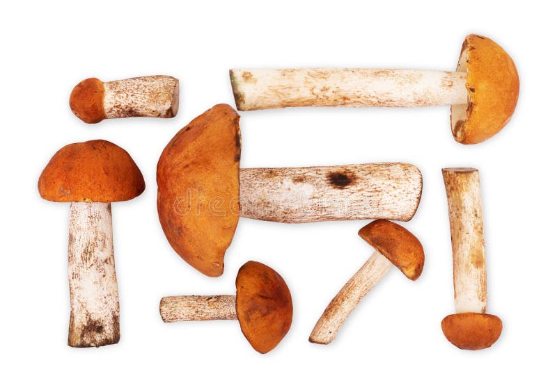 Set Porcini Mushrooms Isolated on White Background Stock Photo Image of domestic, unprocessed