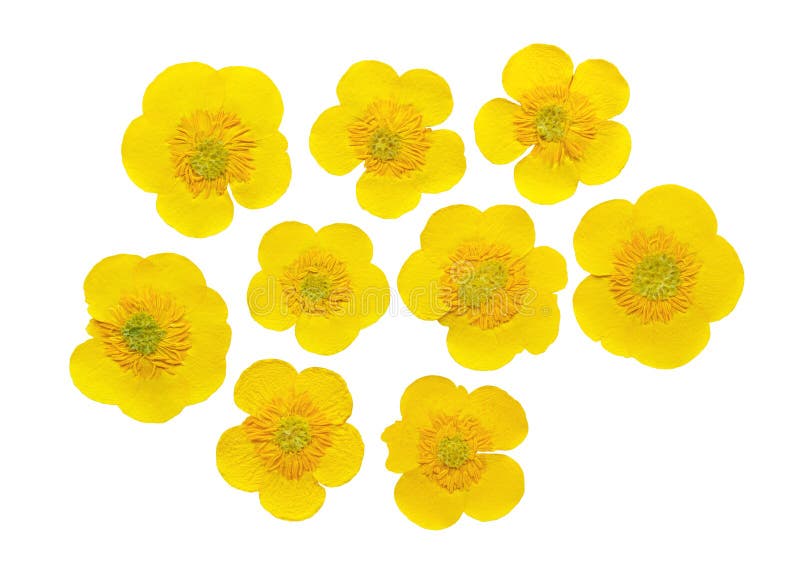 Set of pressed and dried flowers meadow buttercup isolated on white royalty free stock image Set of pressed and dried flowers meadow buttercup isolated on white royalty free stock image