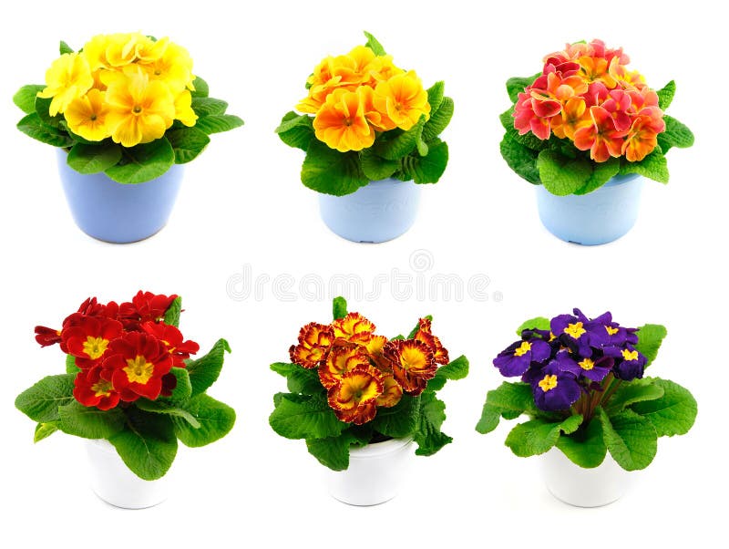 Set of primroses