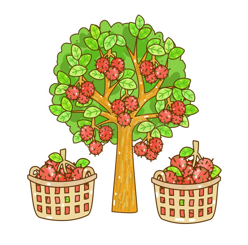 Rambutan Tree Stock Illustrations – 260 Rambutan Tree Stock
