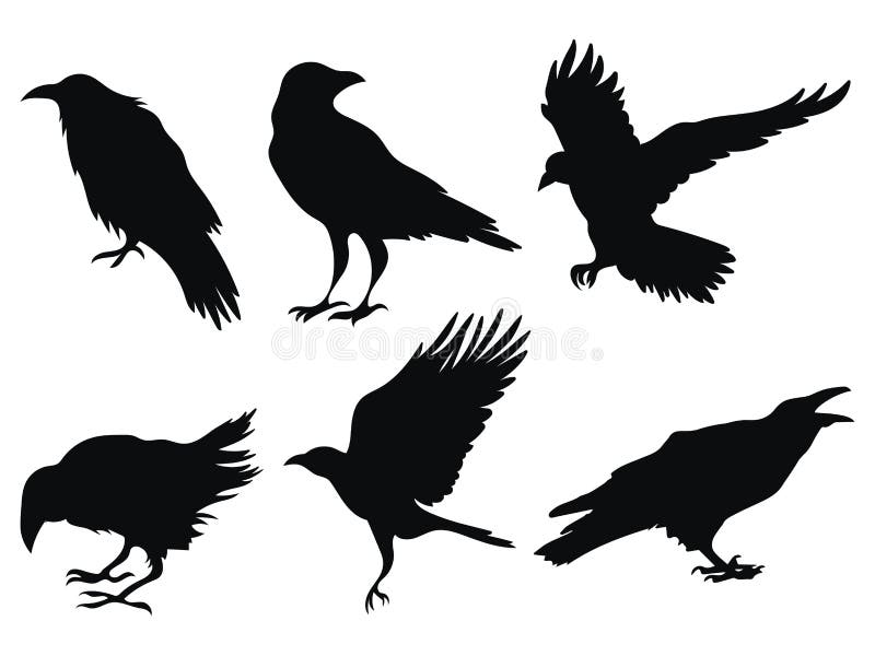 Set of ravens. A collection of black crows. Silhouette of a flying crow. Vector illustration of ravens silhouette vector illustration