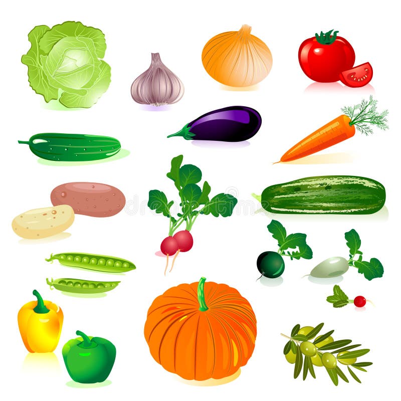 Set of raw vegetables vector illustration