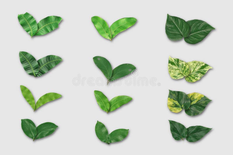 Set of Realistic Leaves Brush for Illustrator Stock Vector
