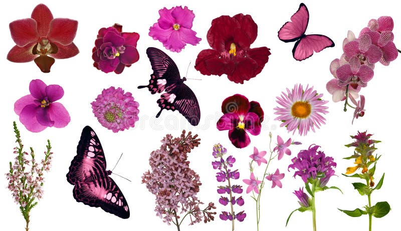 Set of red color butterflies and flowers royalty free stock photography Set of red color butterflies and flowers royalty free stock photography