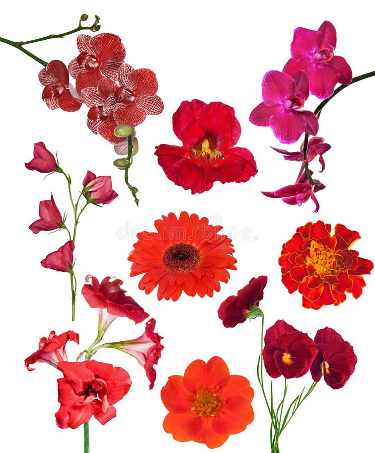 Set of Red Color Flowers and Butterflies Isolated on White Stock Image