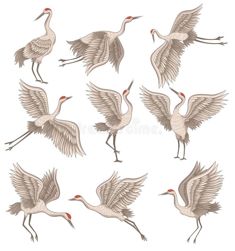 Set of red-crowned crane in different poses. Wild bird with long beak, legs and neck. Decorative flat vector