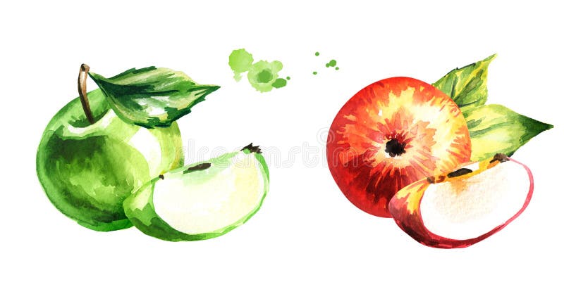 Set with red and green apples. Hand drawn watercolor illustration, isolated on white background. vector illustration Set with red and green apples. Hand drawn watercolor illustration, isolated on white background. vector illustration
