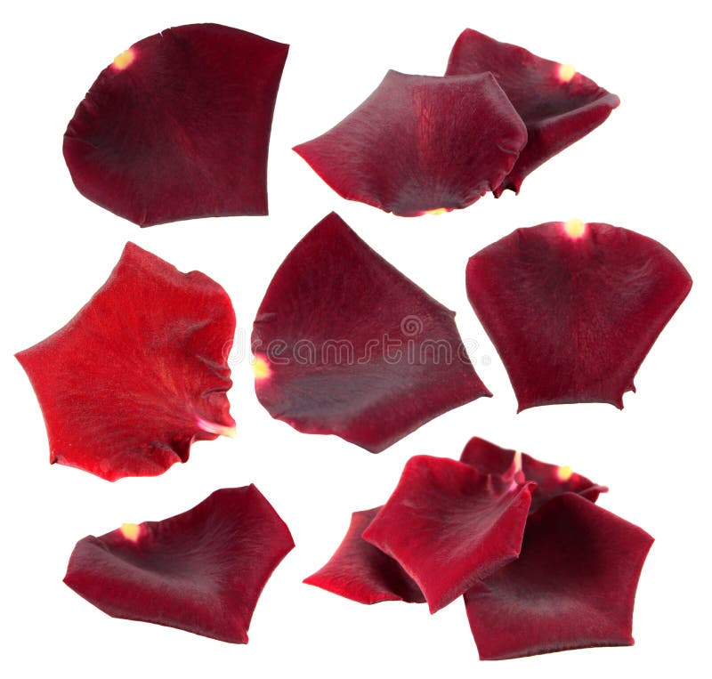 Set of red rose petals isolated on white stock image Set of red rose petals isolated on white stock image