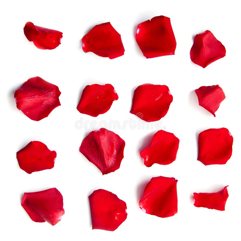Set of red rose petals on white royalty free stock photography Set of red rose petals on white royalty free stock photography