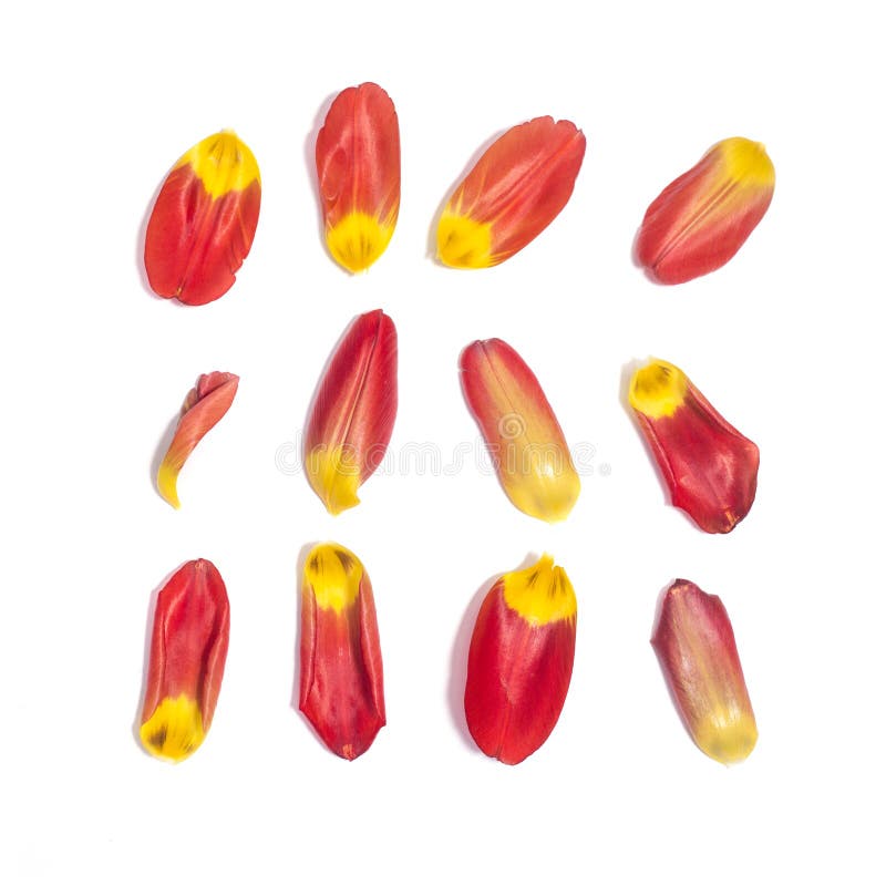 Set of 12 red tulip petals on white background