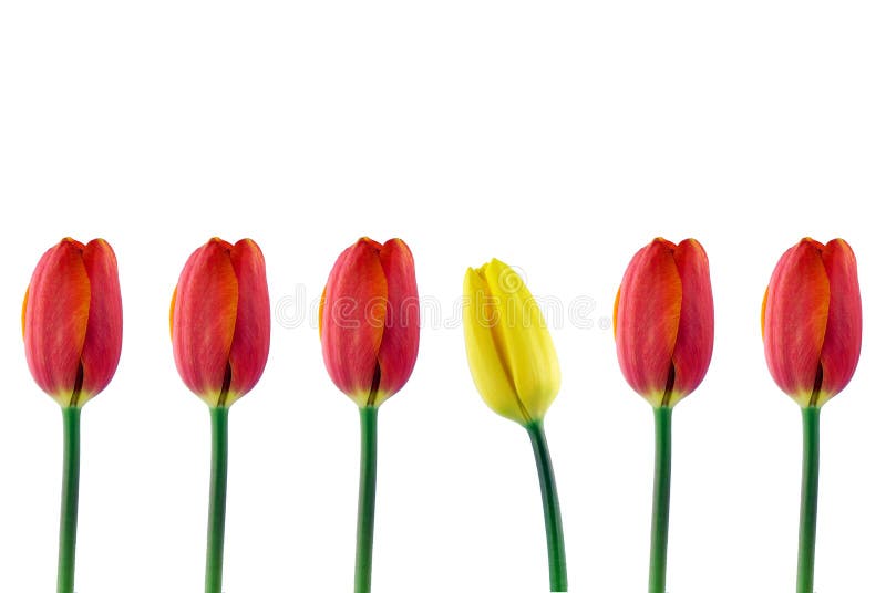 Set of red tulips and a yellow tulip