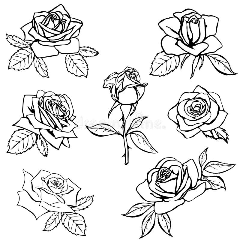 Set Rose sketch stock vector. Illustration of contour 50074750