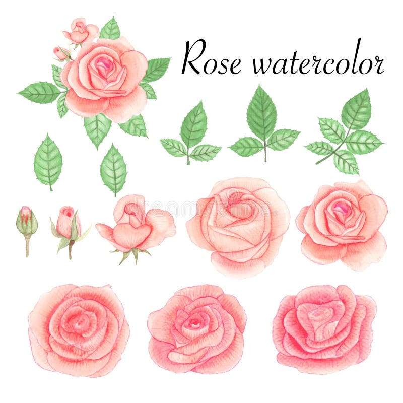 Set of Rose Watercolor Elements. Flower, Leaves, Bud, Botanic Isolated ...