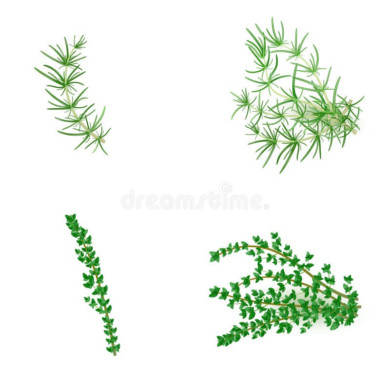 Set of Rosemary and Thyme in Realistic Style Stock Vector