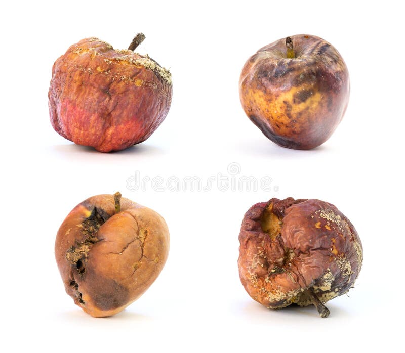 Set of rotten apples royalty free stock photo Set of rotten apples royalty free stock photo