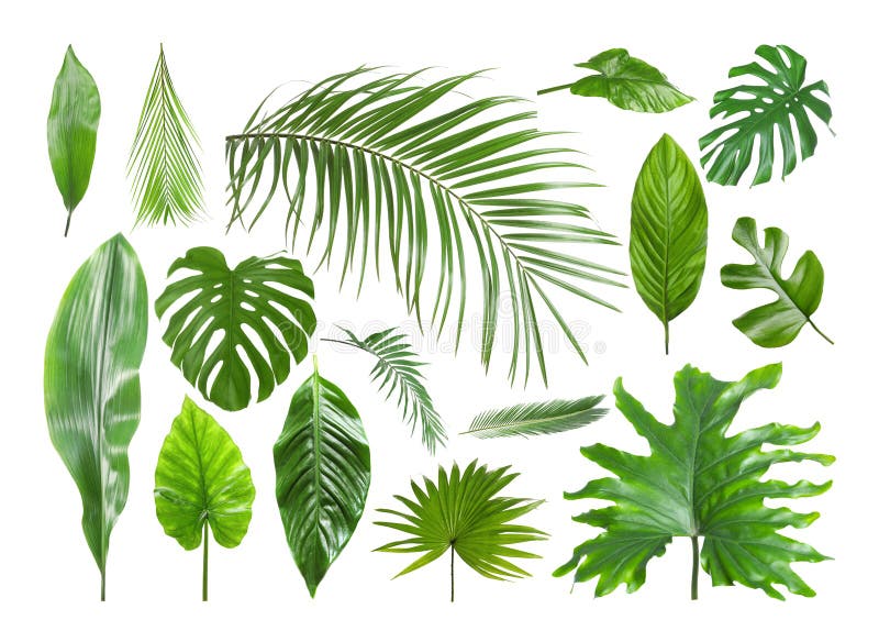 Set różni tropikalni liście