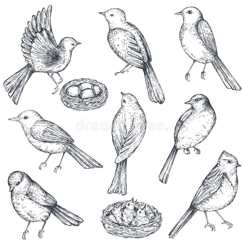 Set ręka rysujący atramentu nakreślenia ptaki, gniazdeczko, kurczątka ilustracja wektor Set ręka rysujący atramentu nakreślenia ptaki, gniazdeczko, kurczątka ilustracja wektor