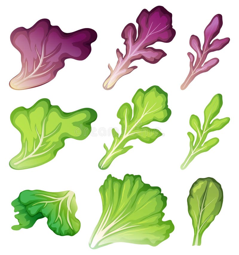 Salad Stock Illustrations 232,398 Salad Stock Illustrations, Vectors