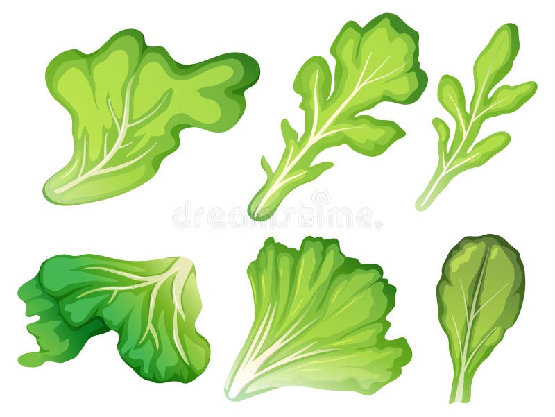 A set of salad leaf