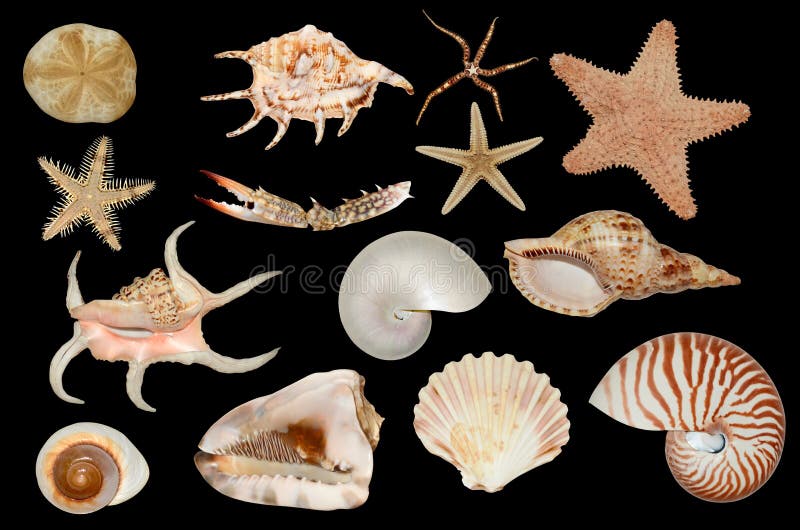 Set of sea cockleshells