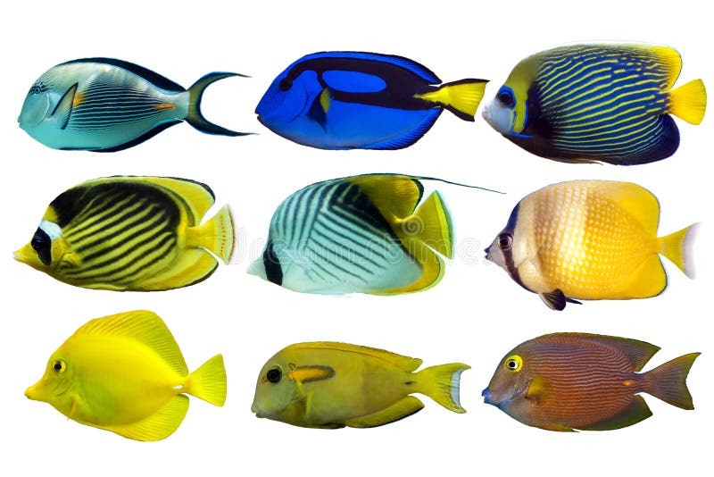 976,608 Fish Background Stock Photos - Free & Royalty-Free Stock Photos  from Dreamstime