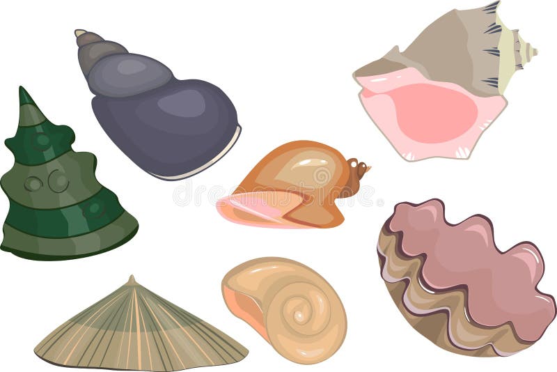 Set of sea shells