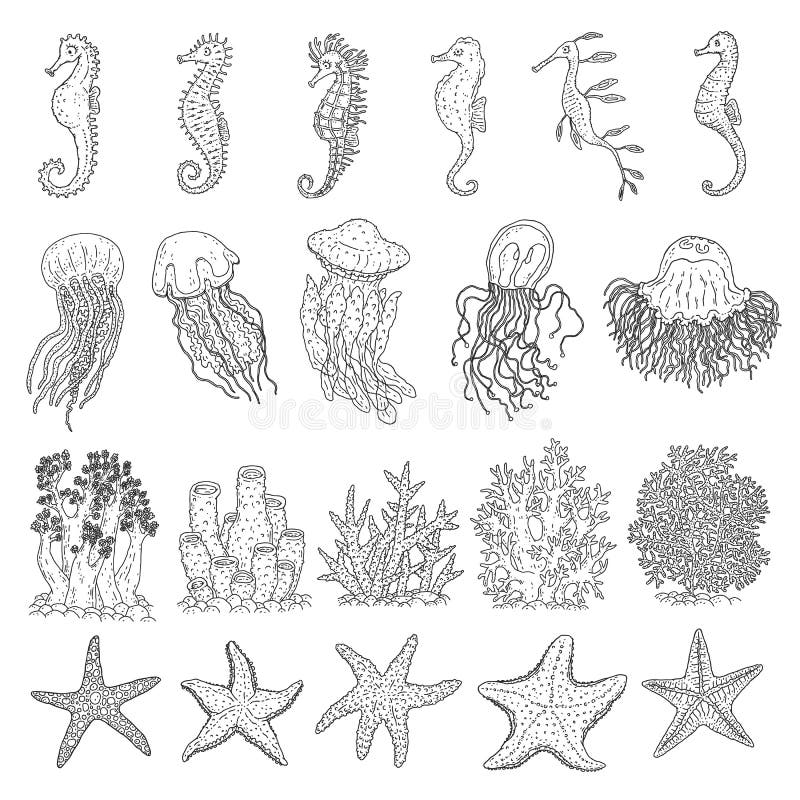 Set seahorses, jellyfish, starfishes and corals different forms. Vector ocean animals underwater life doodle line isolated illustrations