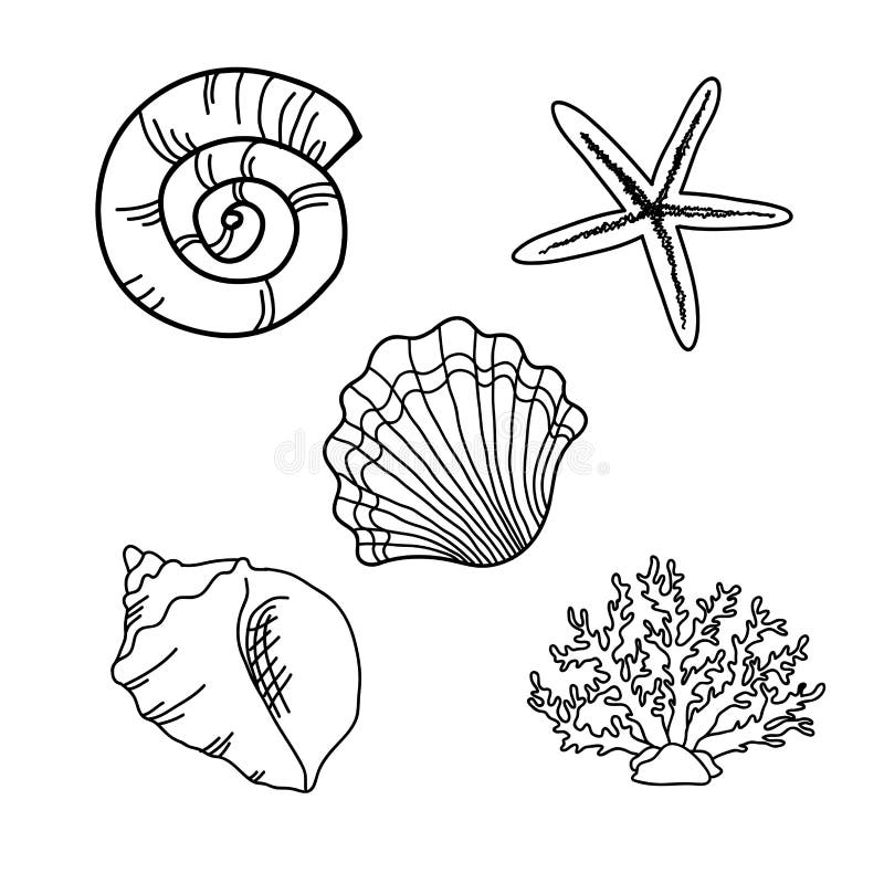 Set of seashells