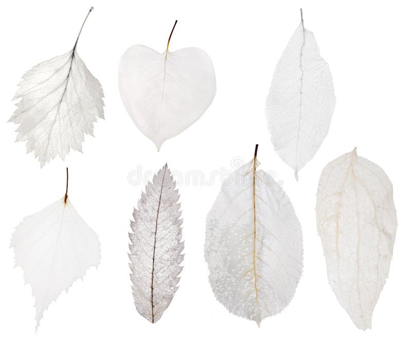 Set of seven light leaf skeleton isolated on white