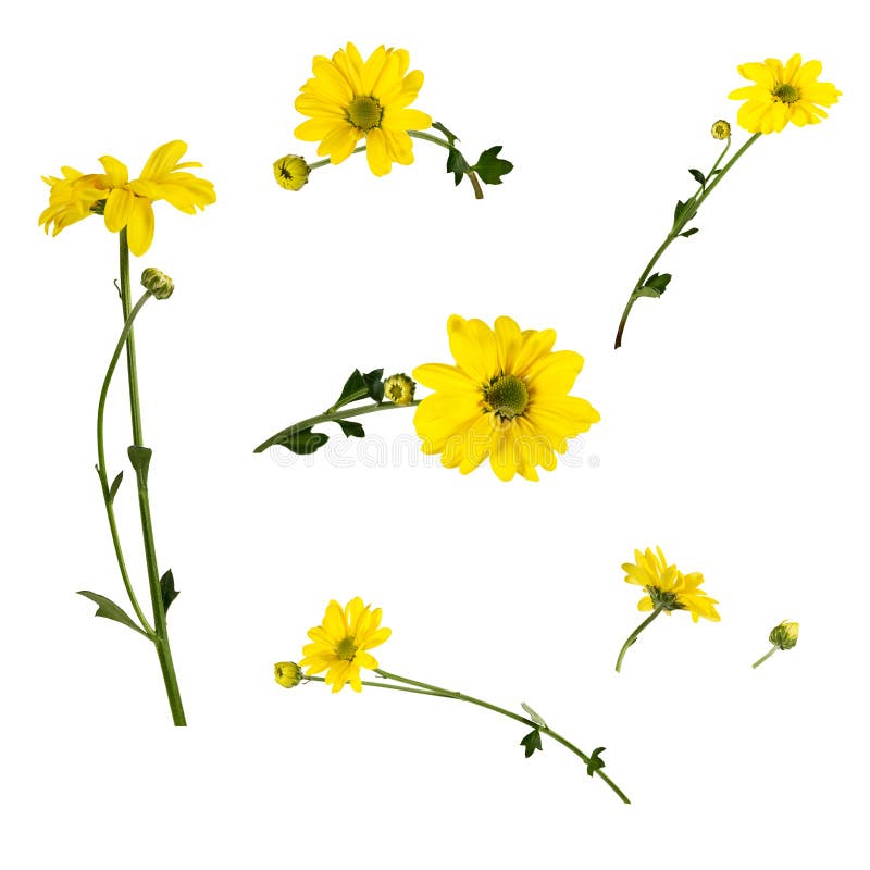 Yellow Chrysanthemums on a Field. Stock Photo - Image of beauty, garden