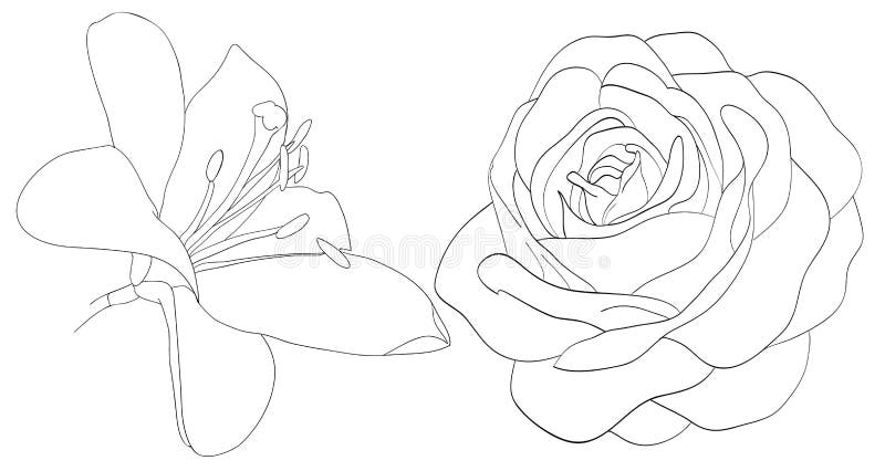 Set of shape roses and lilies isolated on white royalty free illustration