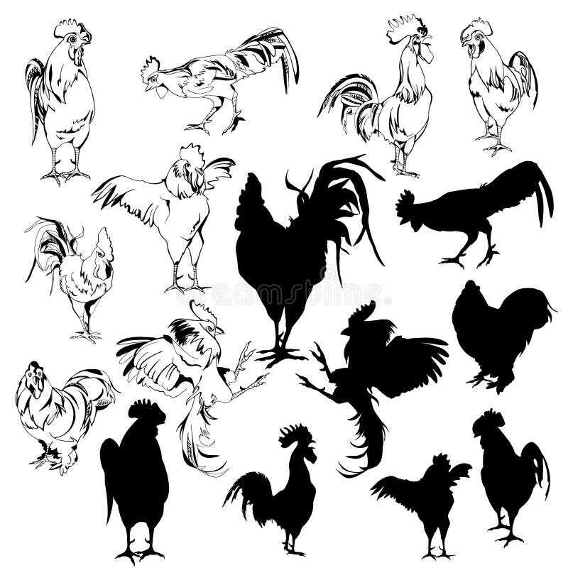 A Set of Silhouettes Roosters Stock Vector Illustration of collection