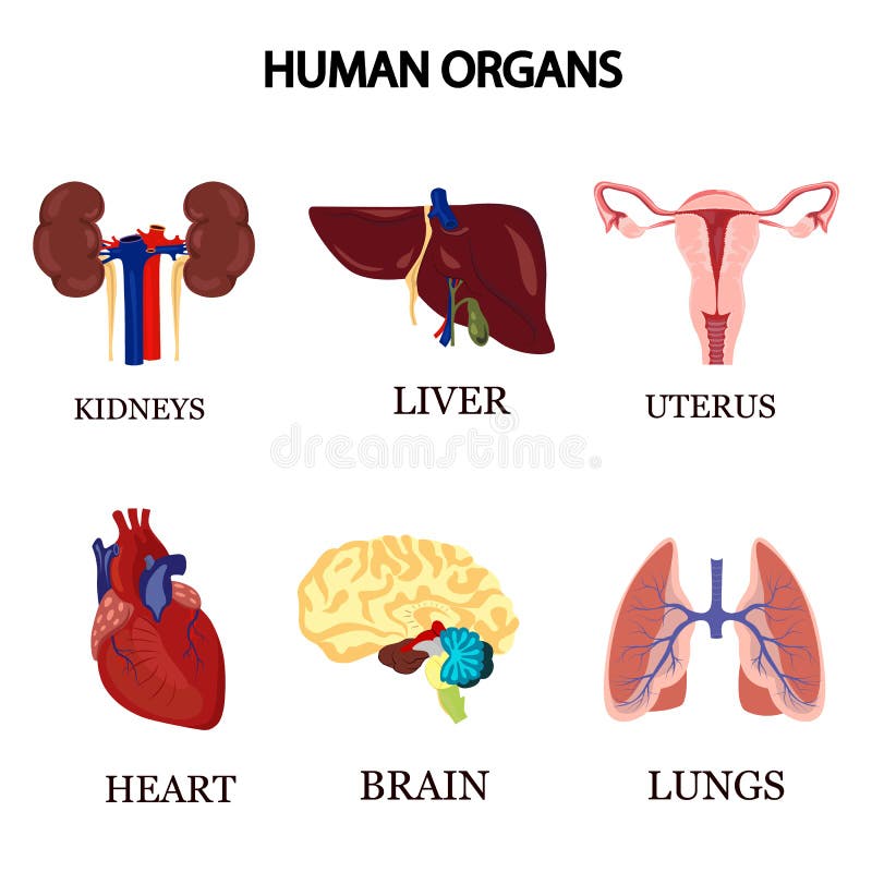 Set of Six Color Human Organs Stock Vector - Illustration of cure ...
