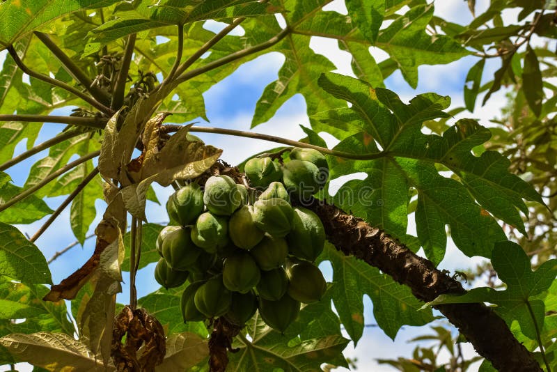 Set of Small Papayas that are Not yet Ripe Stock Photo Image of