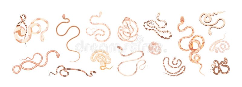 Set of snakes or serpents of different type, size, skin pattern and color isolated on white background. Collection of stock illustration
