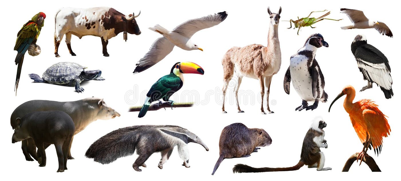 27,774 South America Animals Printable Stock Photos - Free & Royalty